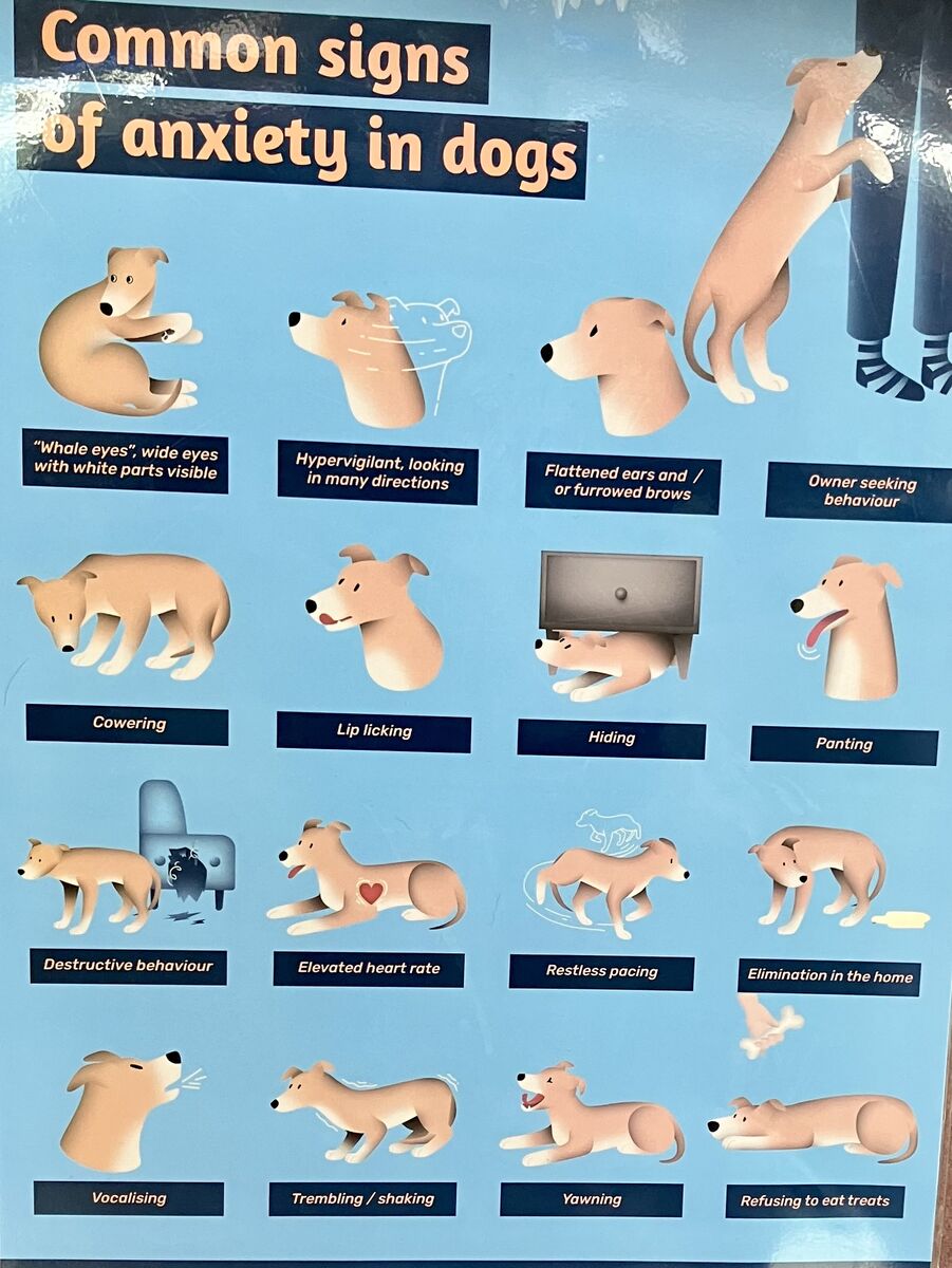 Common signs of anxiety in dogs