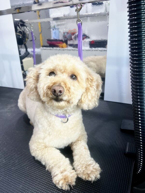 Freshly groomed dog after a Barkbus visit