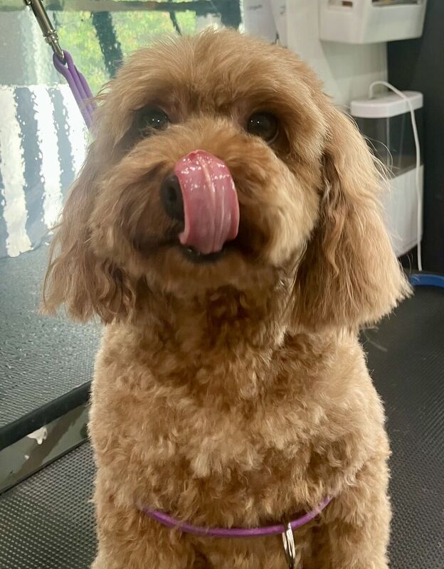 Freshly groomed dog after a Barkbus visit