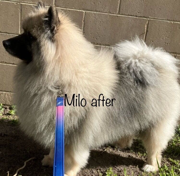 Freshly groomed dog after a Barkbus visit