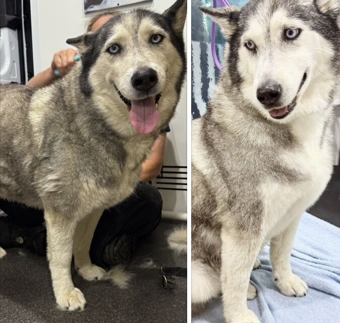 Freshly groomed dog after a Barkbus visit