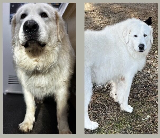 Freshly groomed dog after a Barkbus visit