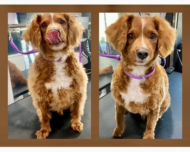 Freshly groomed dog after a Barkbus visit