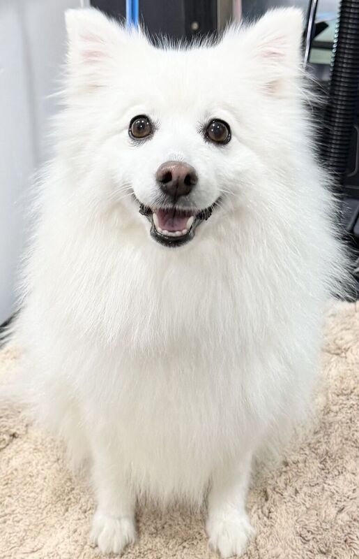 Freshly groomed dog after a Barkbus visit