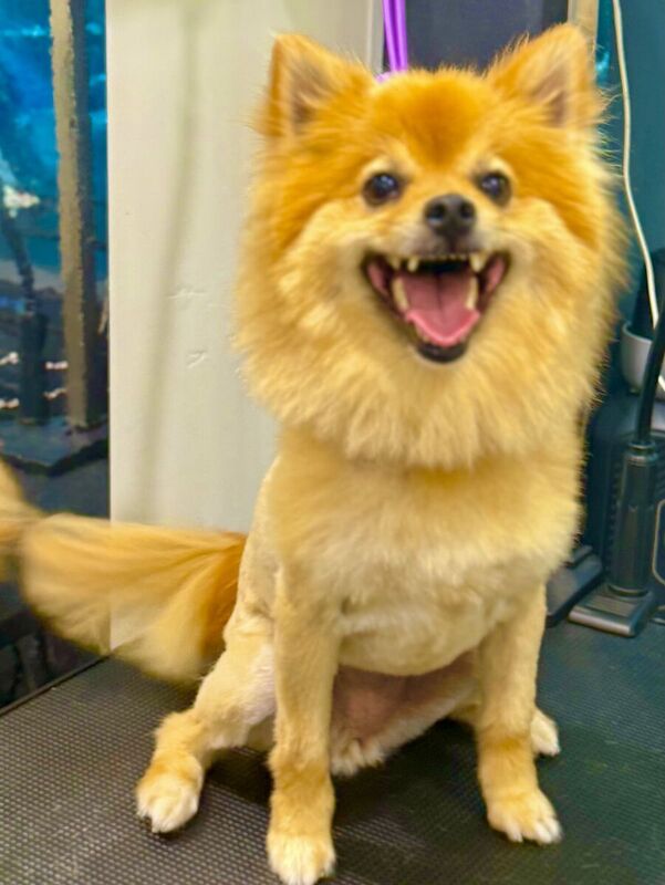 Freshly groomed dog after a Barkbus visit