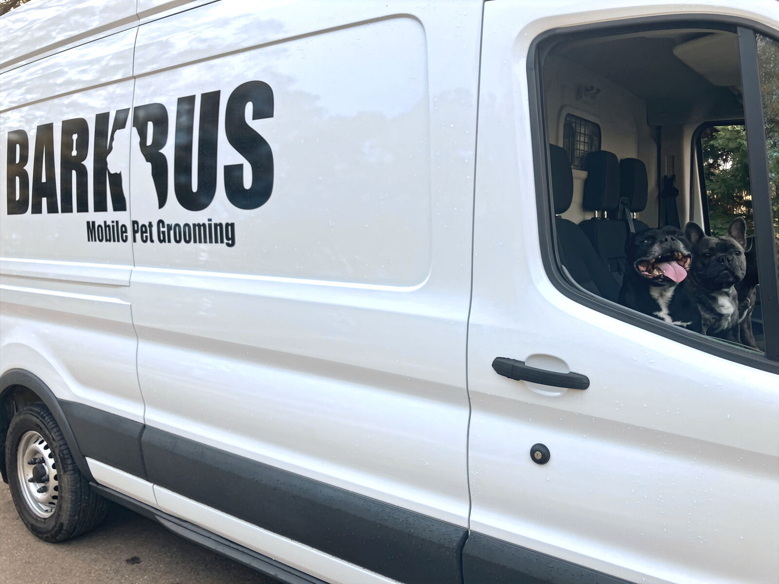 The white Barkbus grooming van with two French bulldogs looking out the window