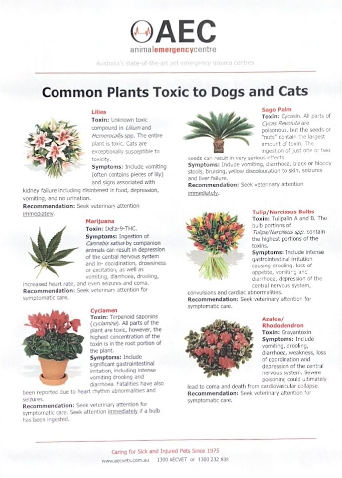 Chart of common plants toxic to dogs and cats (page 1)