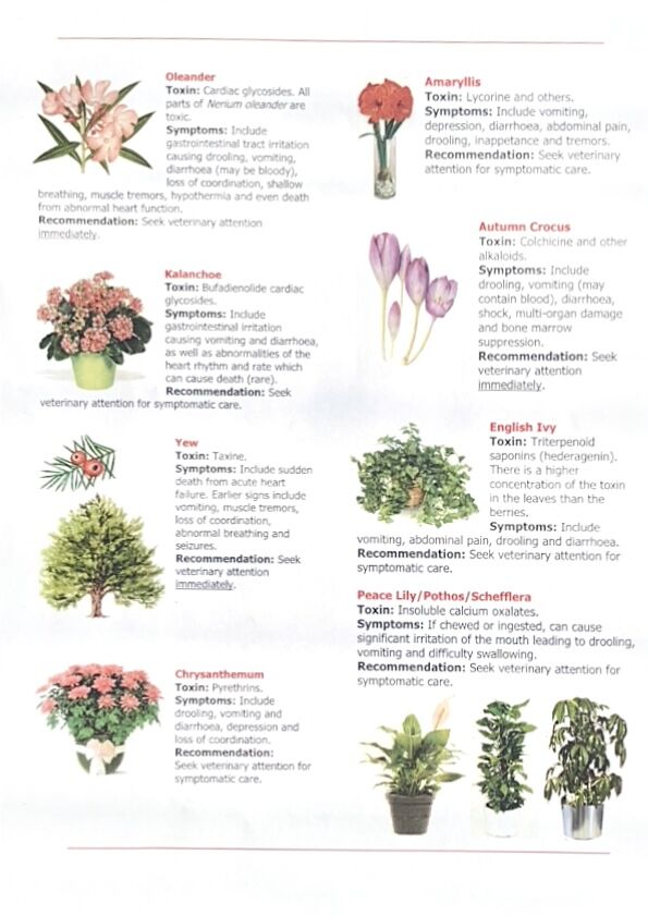 Chart of common plants toxic to dogs and cats (page 2)